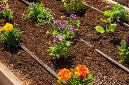 Purple and orange flowers in garden