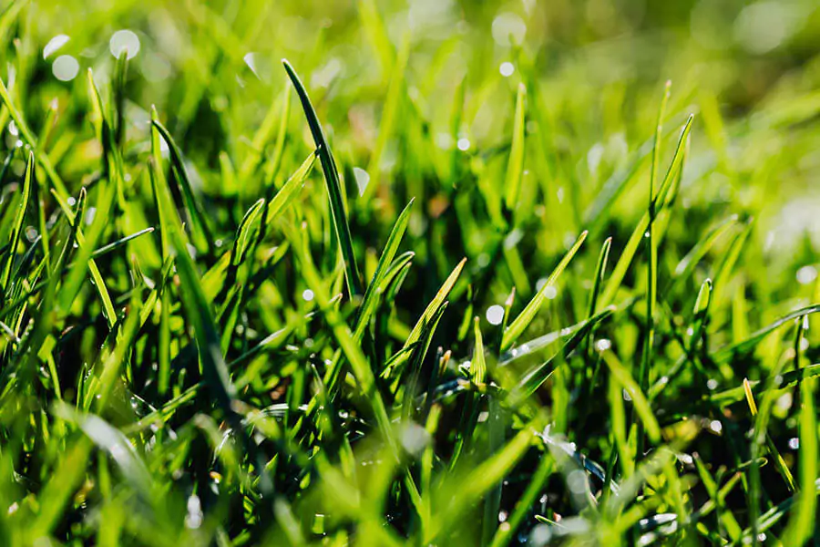 green grass weeds lawn weed control