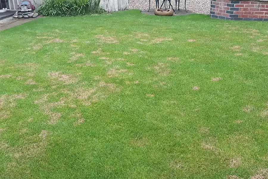 Advanced Custom Lawn Care Treatments and Lawn Disease Control Services in Indianapolis, IN