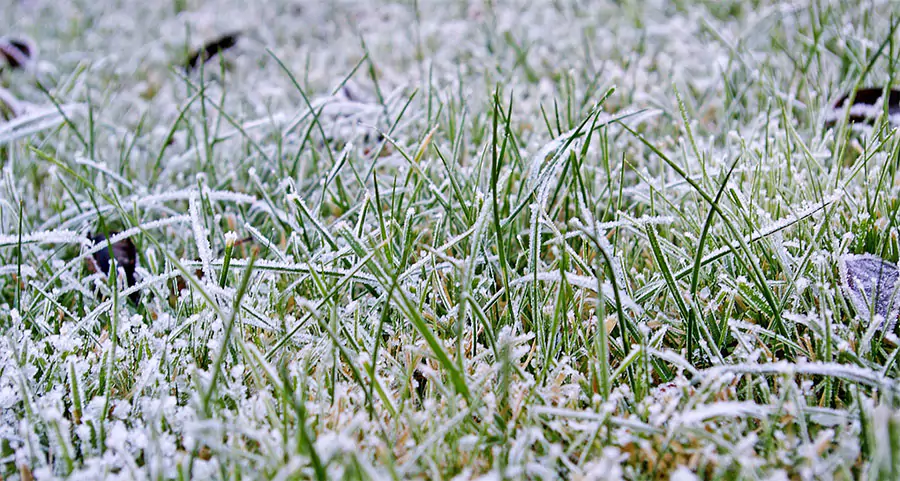 Close-up of frost-covered grass on a lawn during winter, showcasing the effects of cold weather on greenery.