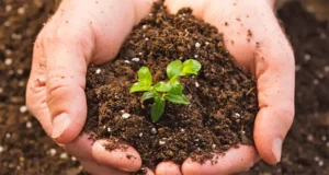 Hands holding rich soil with a young green plant, illustrating the importance of understanding soil types for effective lawn watering in Central Indiana.