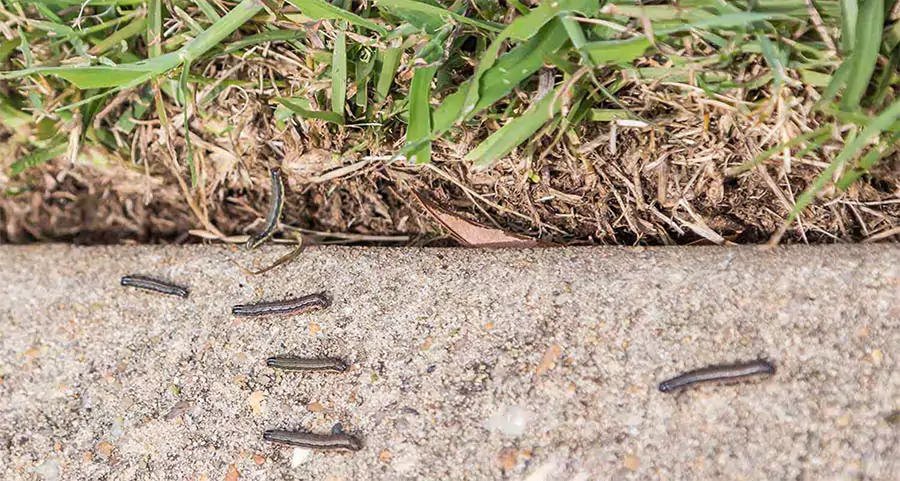 Common lawn insects like armyworms crawling from grass onto sidewalk in Indianapolis.