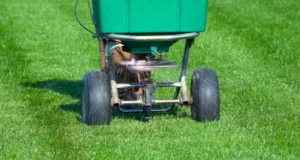 Lawn care professional applying granular fertilizer with broadcast spreader on healthy green grass