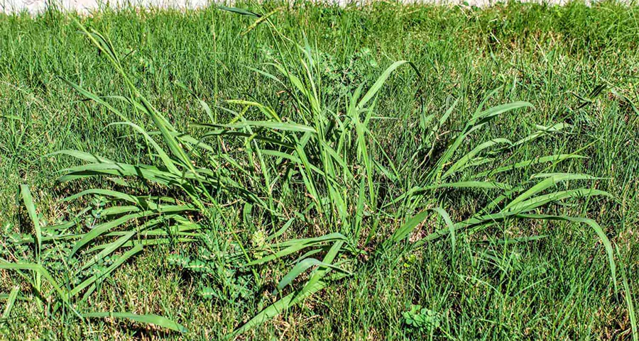 Clump of crabgrass weed invading a lawn in Indianapolis, with wide, light green blades spreading outward, contrasting with healthy turfgrass.