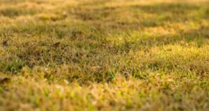 Yellowing lawn during summer in Indianapolis due to heat stress and poor lawn care