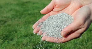Hand spreading granular lawn fertilizer on green grass in Indianapolis during summer lawn care treatment