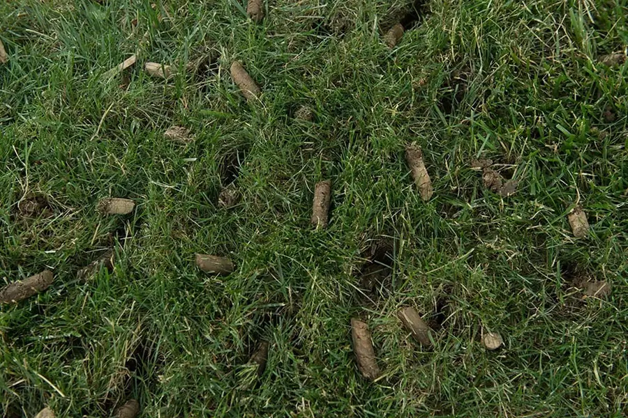 Close-up of a lawn after core aeration showing soil plugs on healthy green grass.