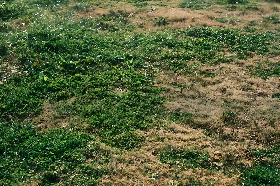 Patchy lawn with thinning grass and bare spots showing fading grass crowns after winter disease damage in Indianapolis.