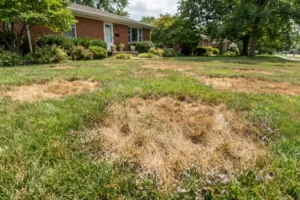 A residential lawn in Indianapolis with large brown patches surrounded by healthy green grass, illustrating lawn stress caused by disease, drought, or poor soil conditions that require targeted lawn care solutions.