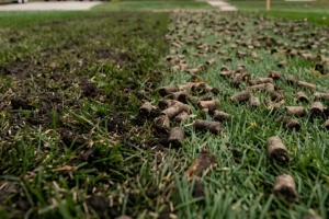 Freshly core-aerated lawn in Indianapolis, IN, showing soil plugs scattered across green grass to reduce soil compaction and prepare for fall overseeding.