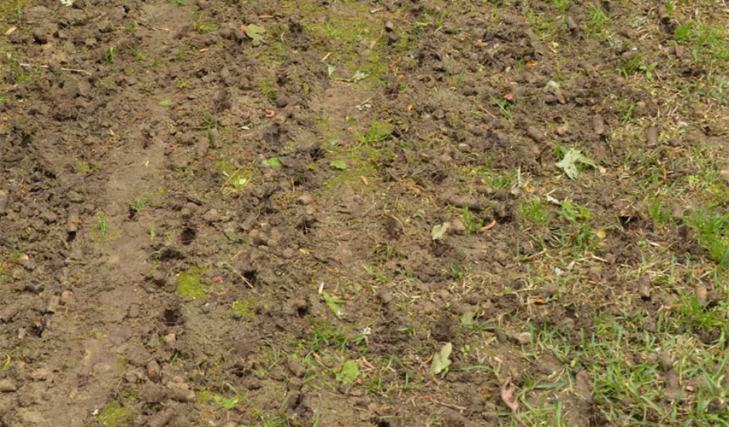 Warweg team providing Lawn Aeration Service in Indianapolis