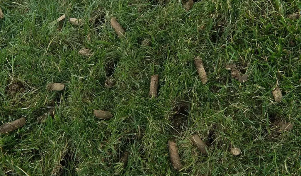 Close-up of a lawn after core aeration showing soil plugs on healthy green grass.