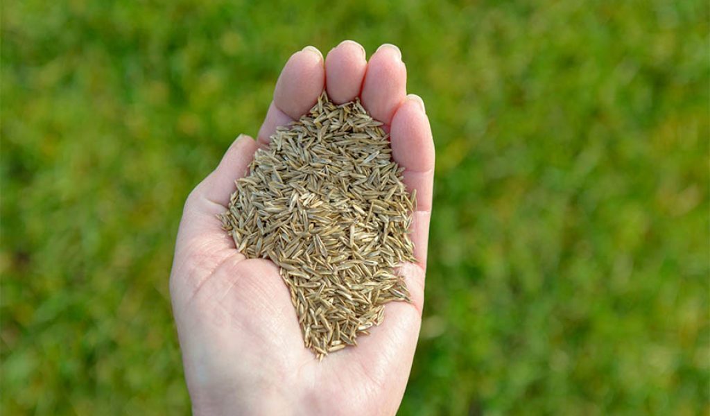 Lots of lawn seeding holding in a white hand