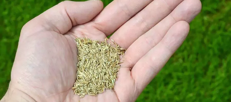a man's hand holding grass seed