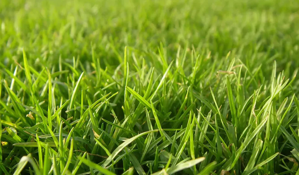 Beautiful green grass close view in a lawn