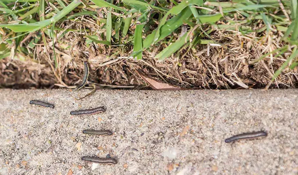 Common lawn insects like armyworms crawling from grass onto sidewalk in Indianapolis.