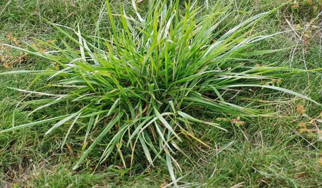 Green grassy weed growing aggressively in lawn - effective strategies for removing stubborn weeds from your Indianapolis yard.
