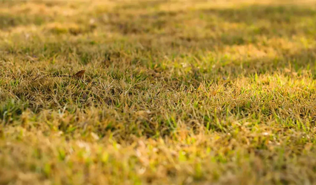 Yellowing lawn during summer in Indianapolis due to heat stress and poor lawn care
