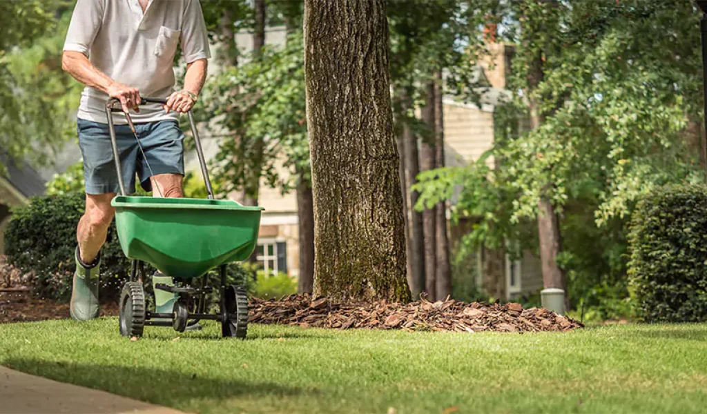 A homeowner spreads fertilizer using a broadcast spreader in a shaded Indianapolis yard, showcasing effective lawn care, weed control, and fertilization practices.