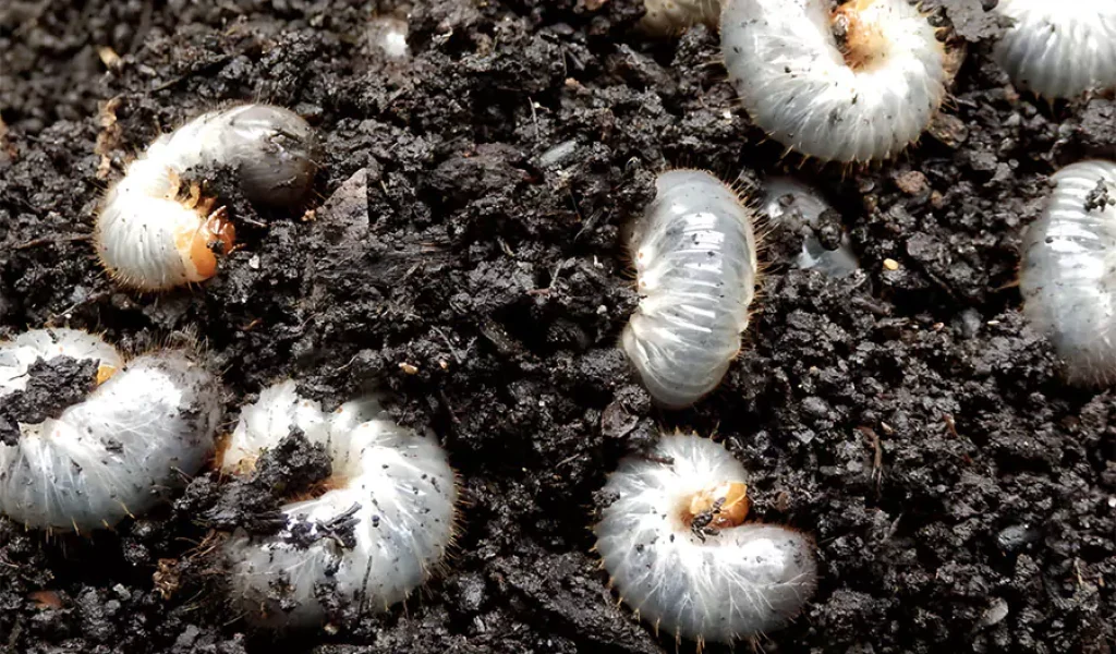 blog-3-how-to-protect-your-lawn-from-invasive-insects-lawn-insect-control-in-indianapolis-in How to Protect Your Lawn from Invasive Insects, Lawn Insect Control in Indianapolis IN