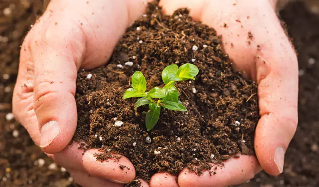Hands holding rich soil with a young green plant, illustrating the importance of understanding soil types for effective lawn watering in Central Indiana.
