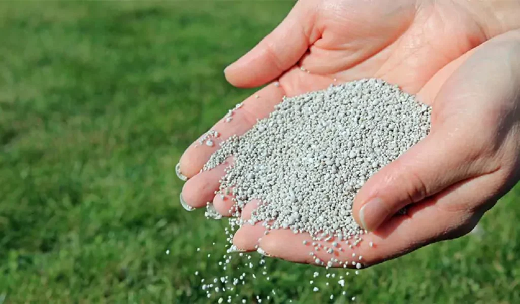 Hand spreading granular lawn fertilizer on green grass in Indianapolis during summer lawn care treatment