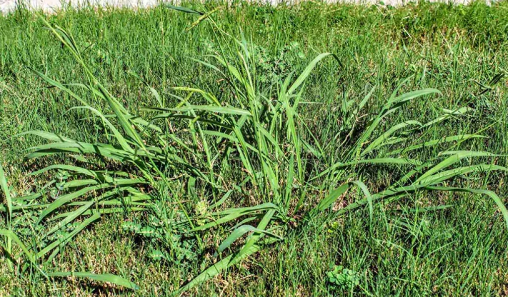 Clump of crabgrass weed invading a lawn in Indianapolis, with wide, light green blades spreading outward, contrasting with healthy turfgrass.