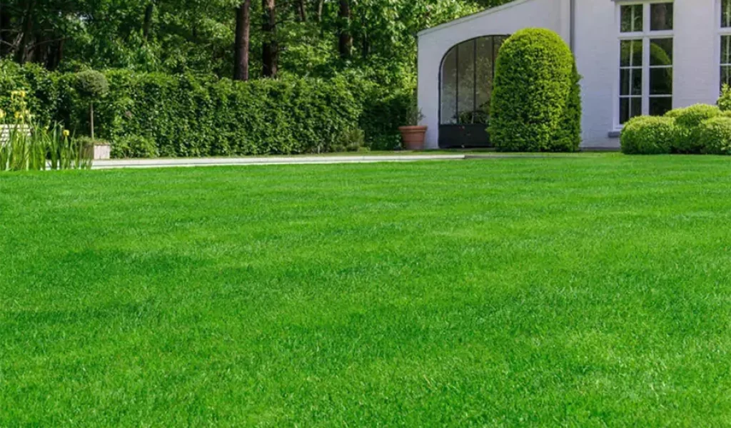 A vibrant green lawn with a modern white house in the background, framed by manicured hedges, trees, and shrubs for a picturesque landscape.