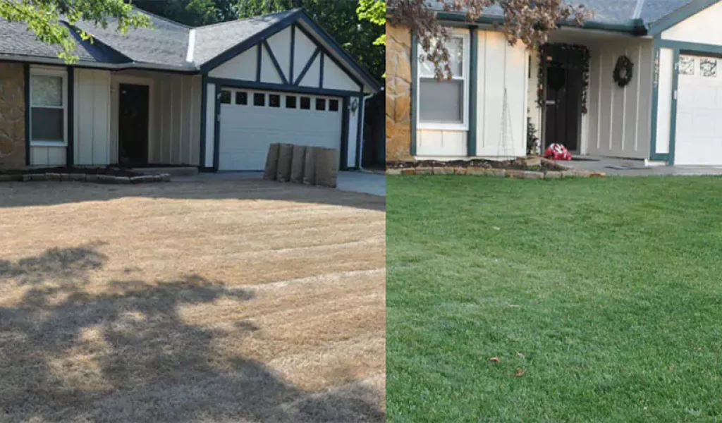 Before and after image showcasing dramatic lawn restoration from brown and patchy grass to lush green grass following spring lawn renovation in Indianapolis.