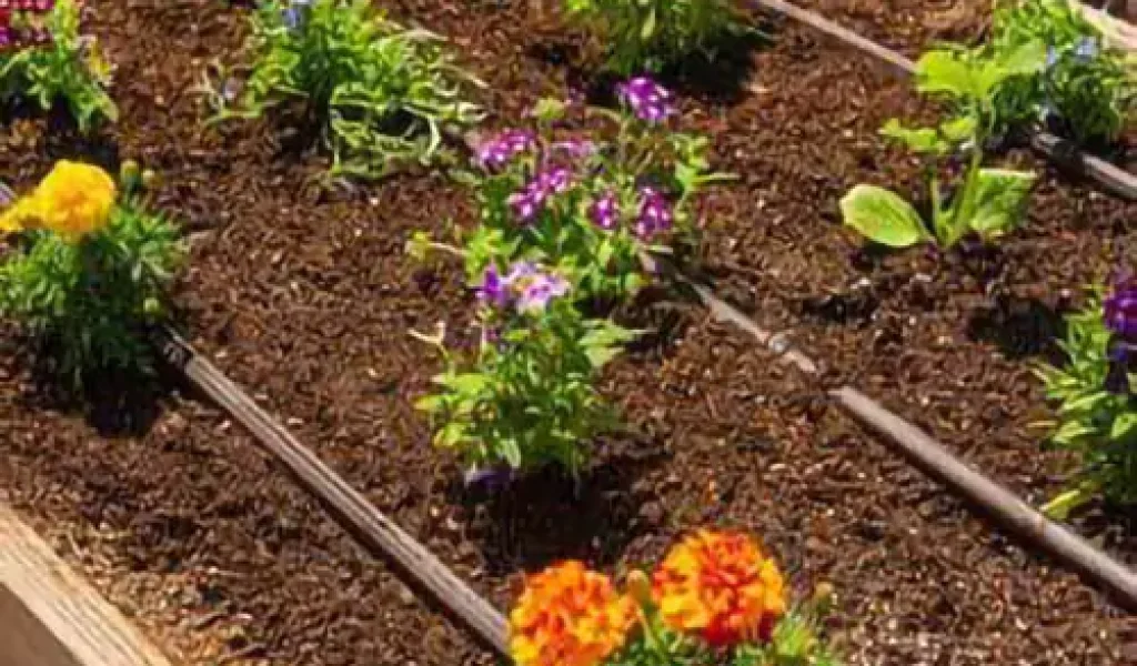 Purple and orange flowers in garden