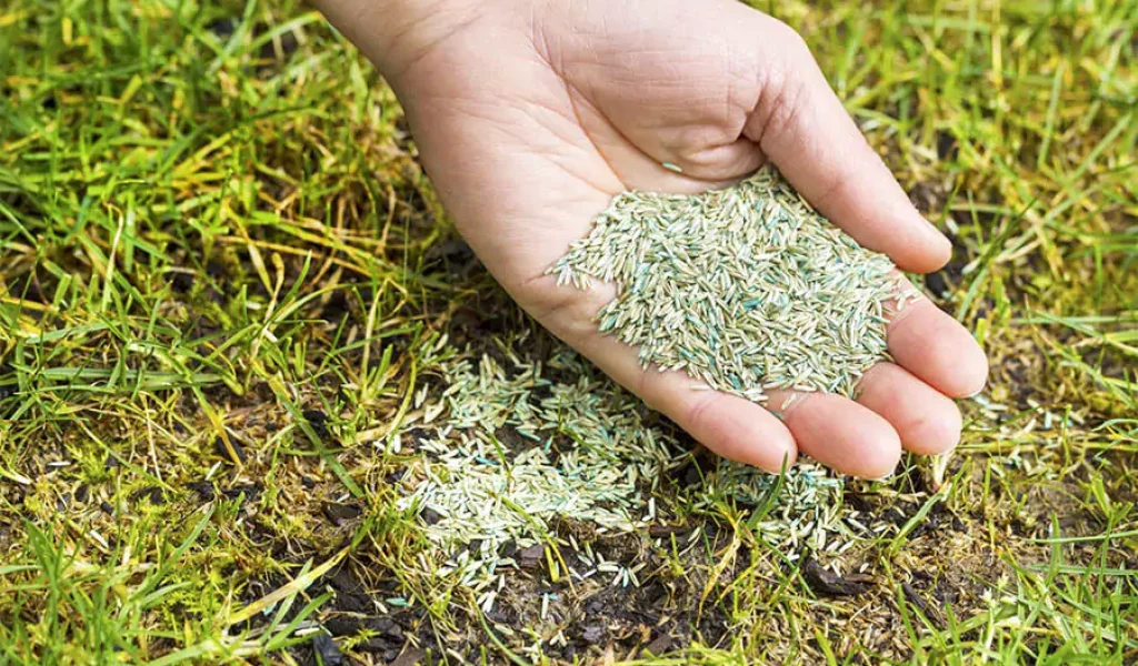 lawn seed over the hands