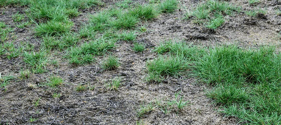 Dead grass caused from disease on lawn
