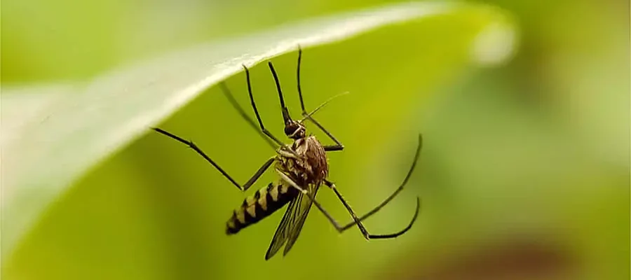 Mosquito on blade of grass
