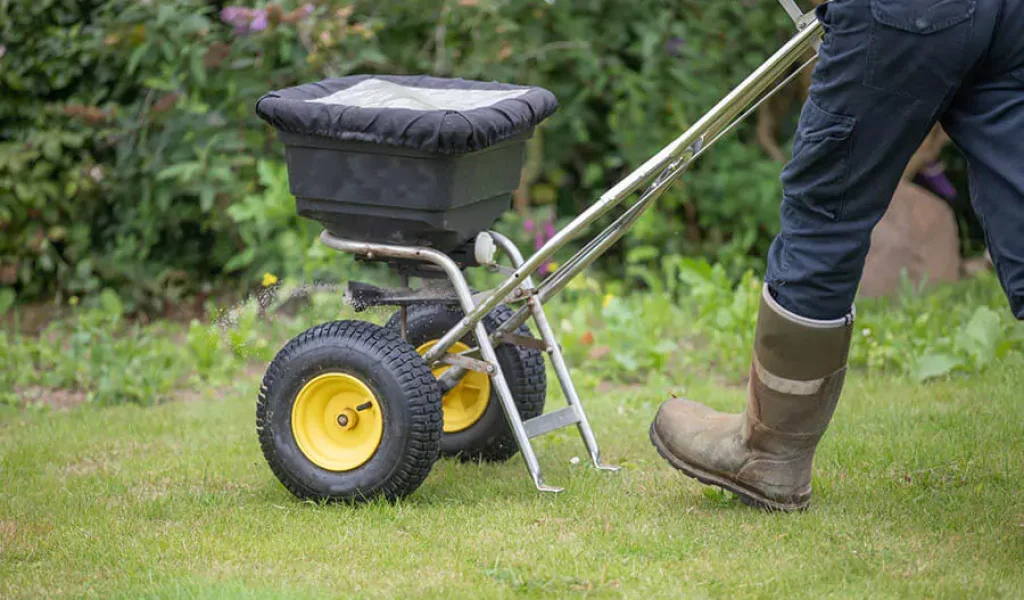 Professional spreading lawn fertilizer to cultivate lawn