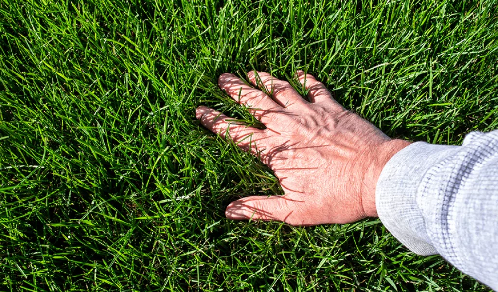 A hand over the green grass