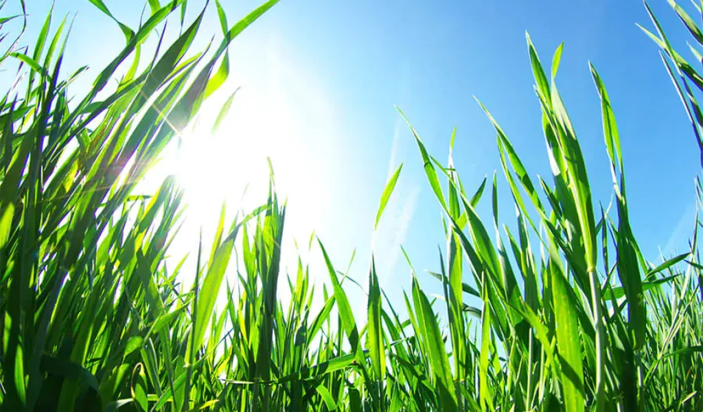 Green grass with beautiful blue sky