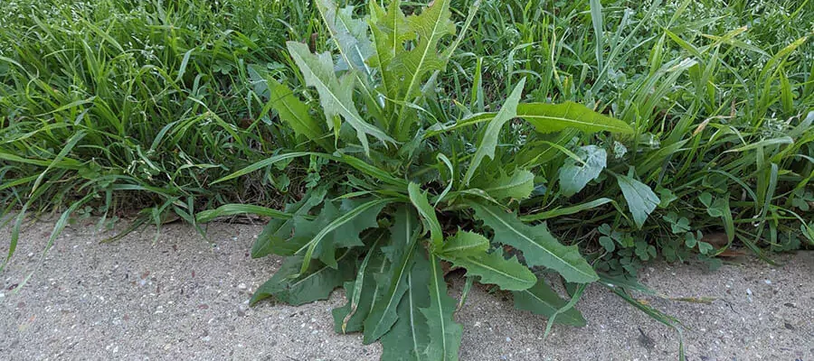 Large green weed in grass by sidewalk