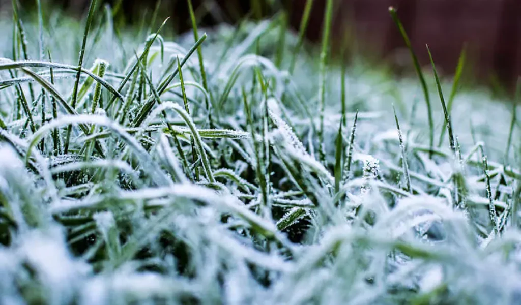 winter frost on grass lawn